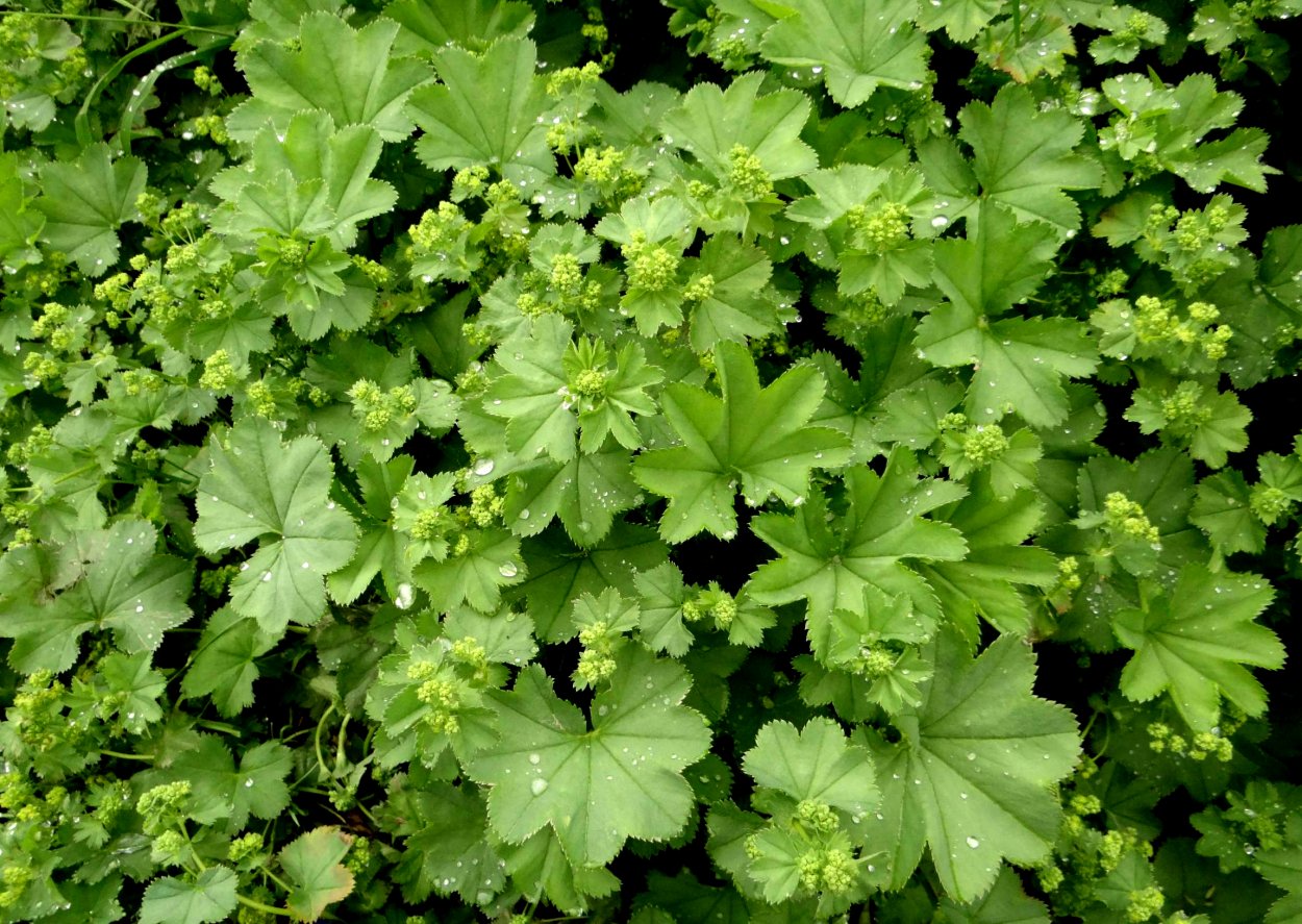 Манжетка городковатая(Alchemilla subcrenata)