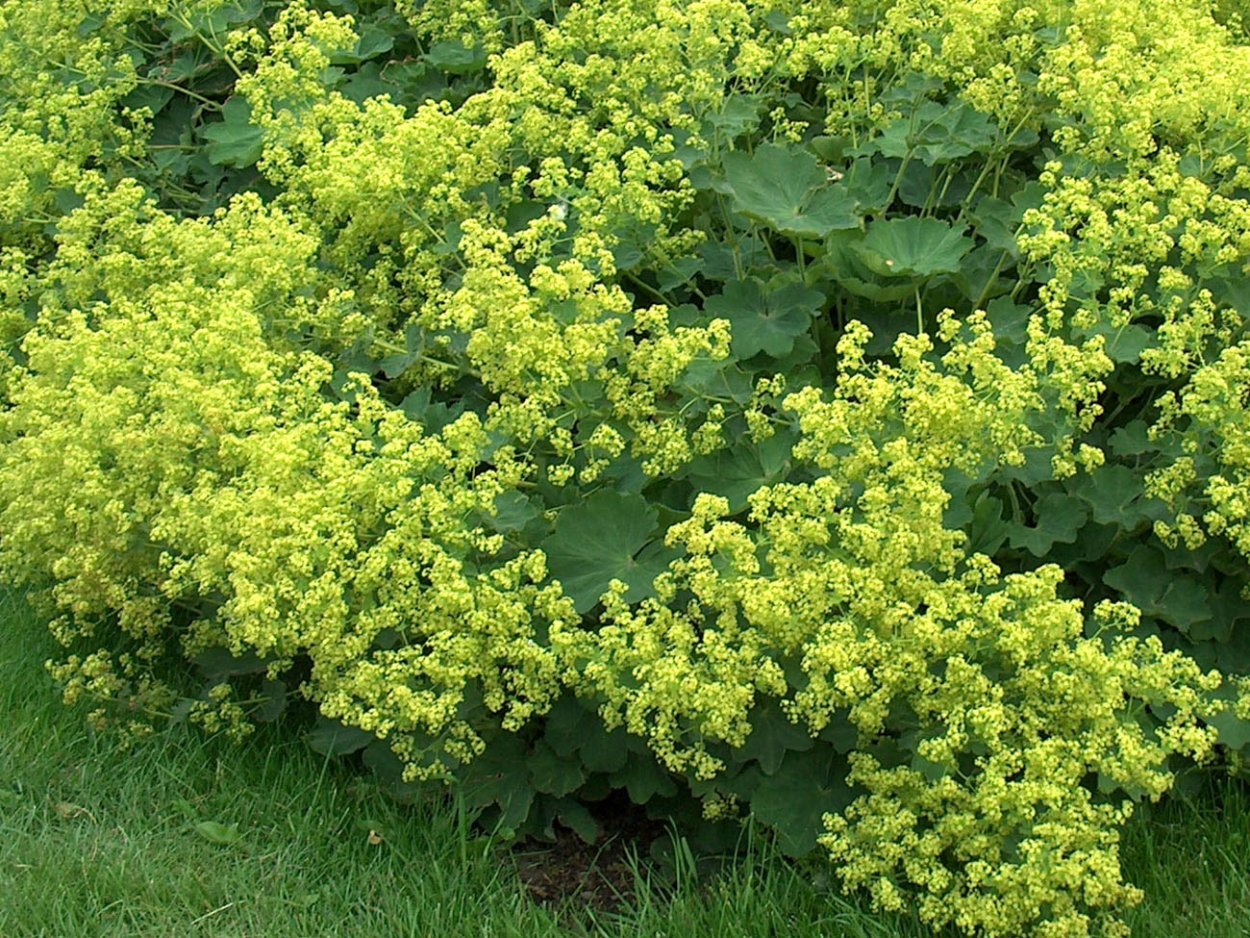 Манжетка мягкая (Alchemilla mollis)