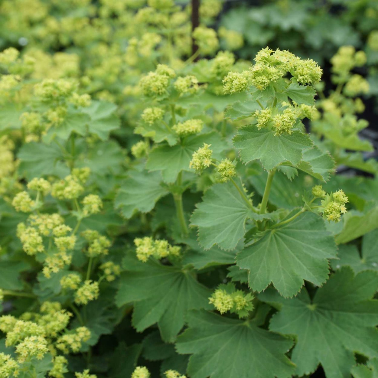 Alchemilla vulgaris l.- манжетка обыкновенная