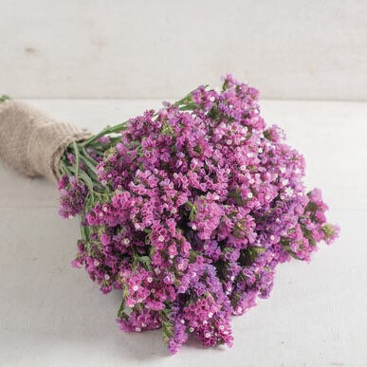 Статица Purple