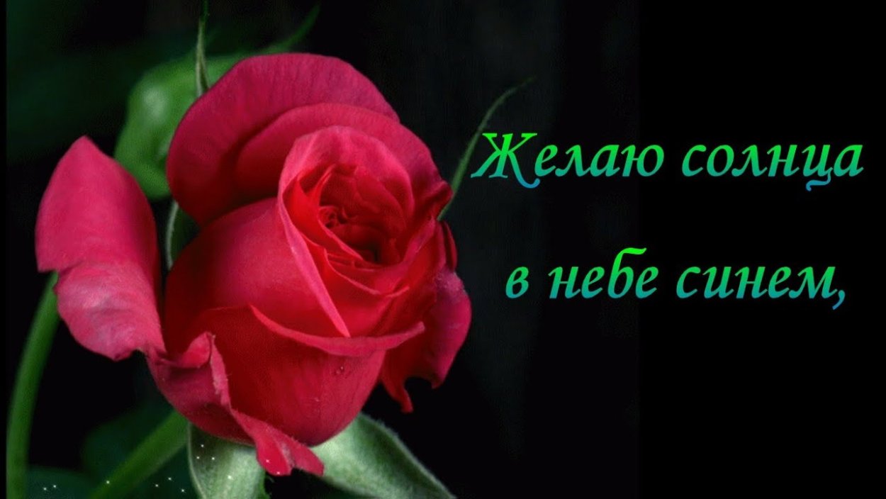 Распустившаяся роза