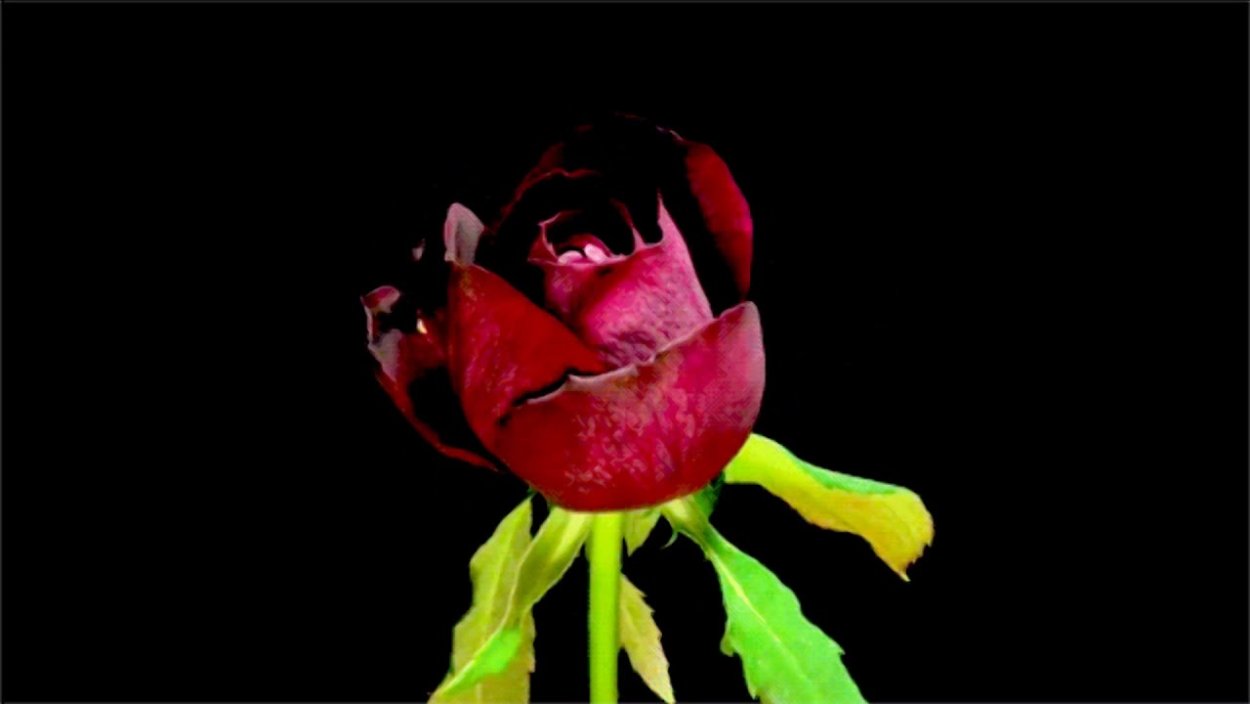 Gif цветы распускаются