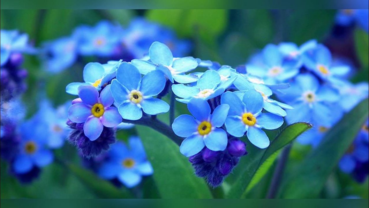 Крокусы в снегу