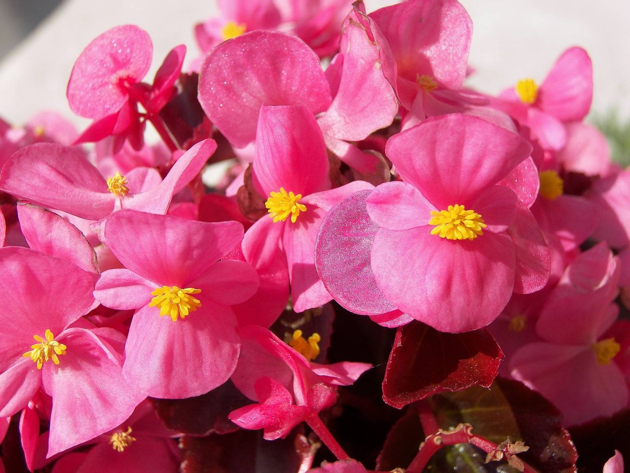 Комнатный цветок с розовыми цветами