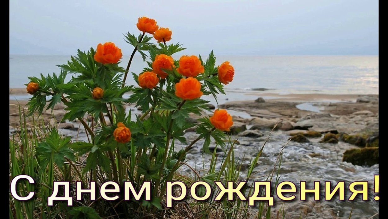 Купавка Карадага