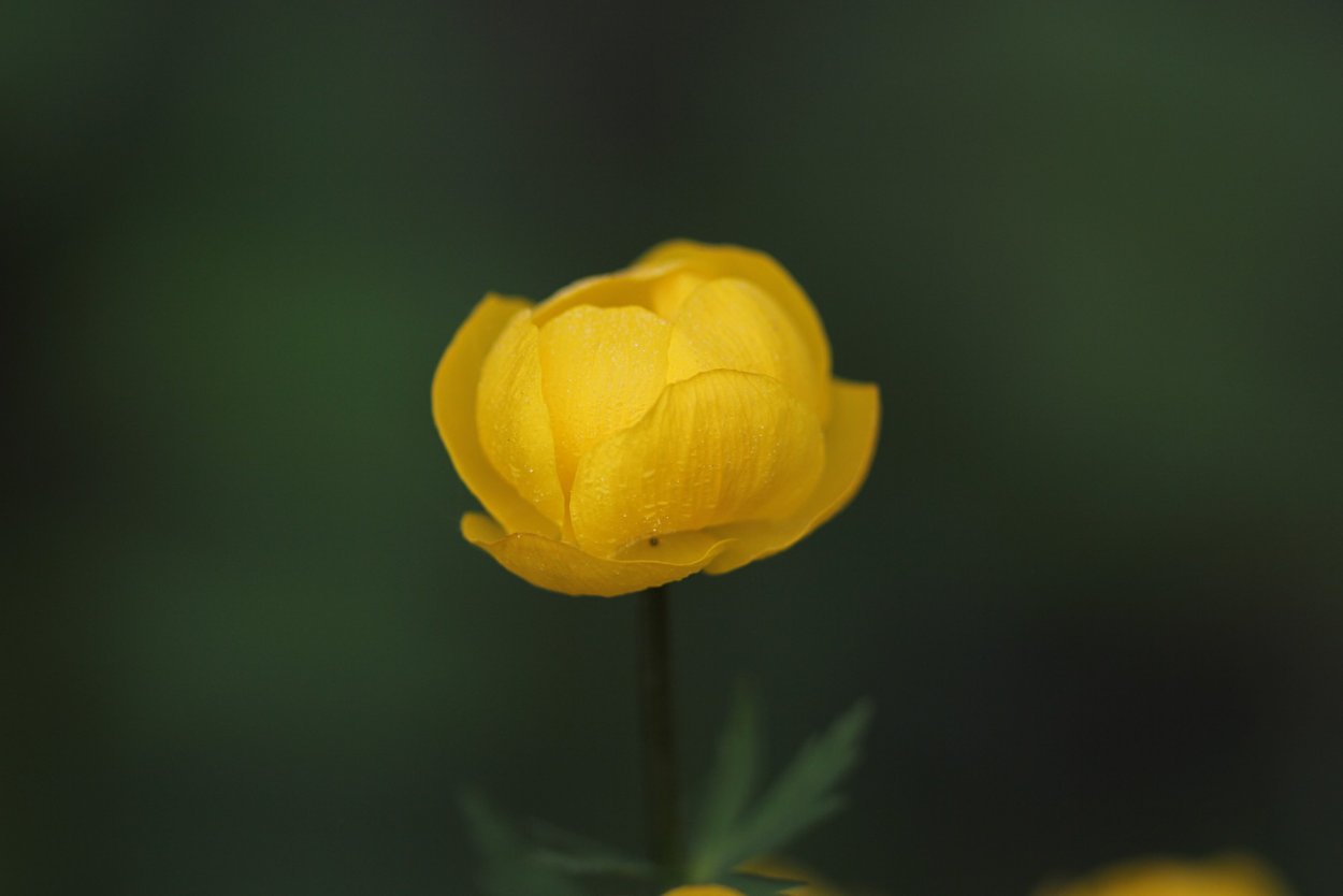 Купальница Yellow King