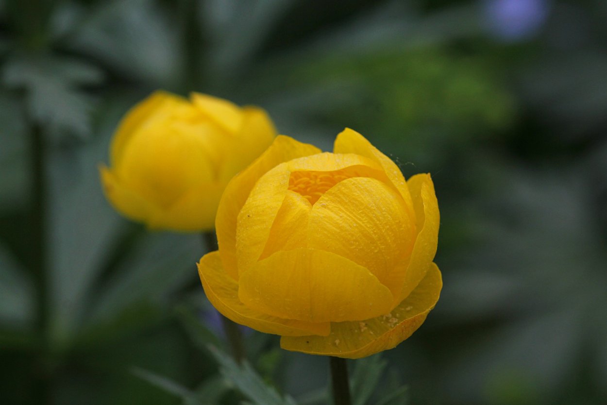 Купальница "Алабастер", Trollius "Alabaster"