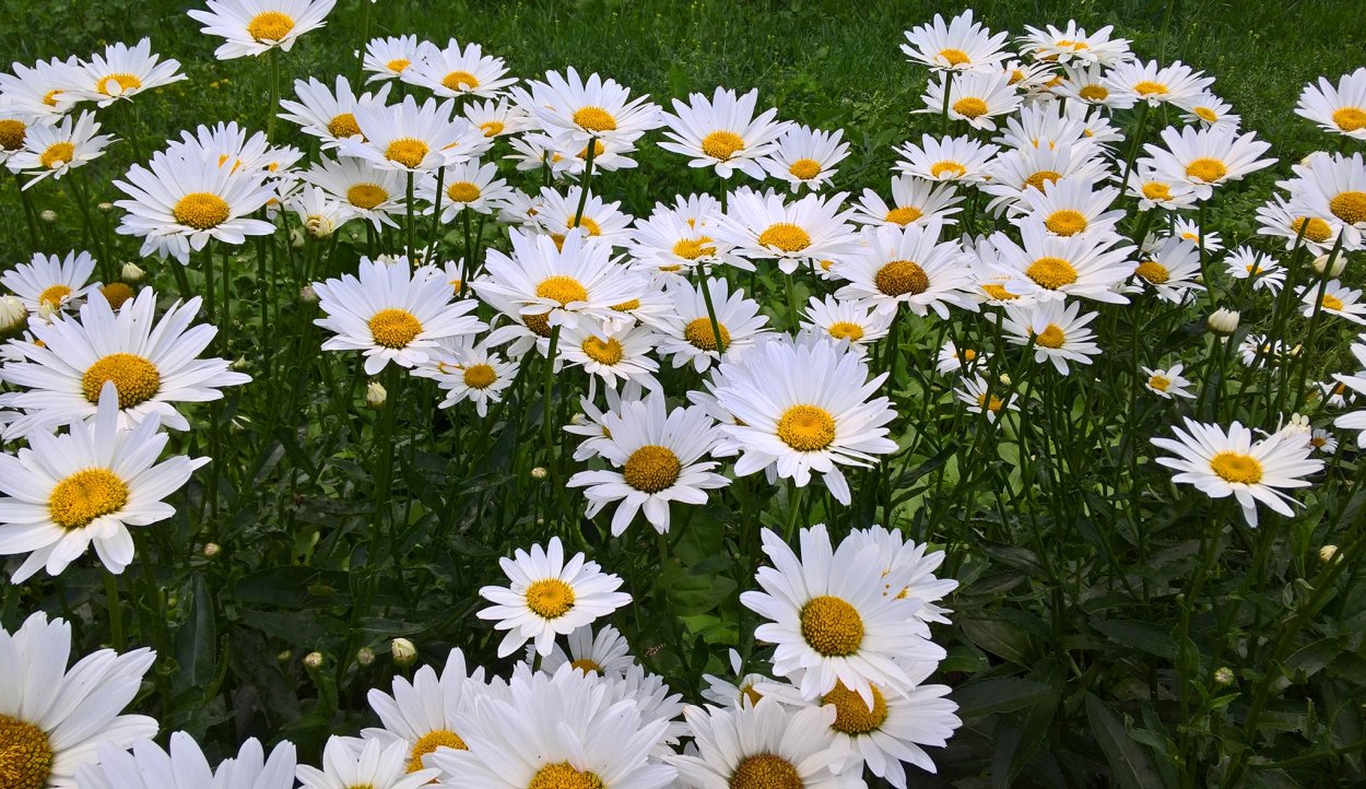 Ромашки Голландия