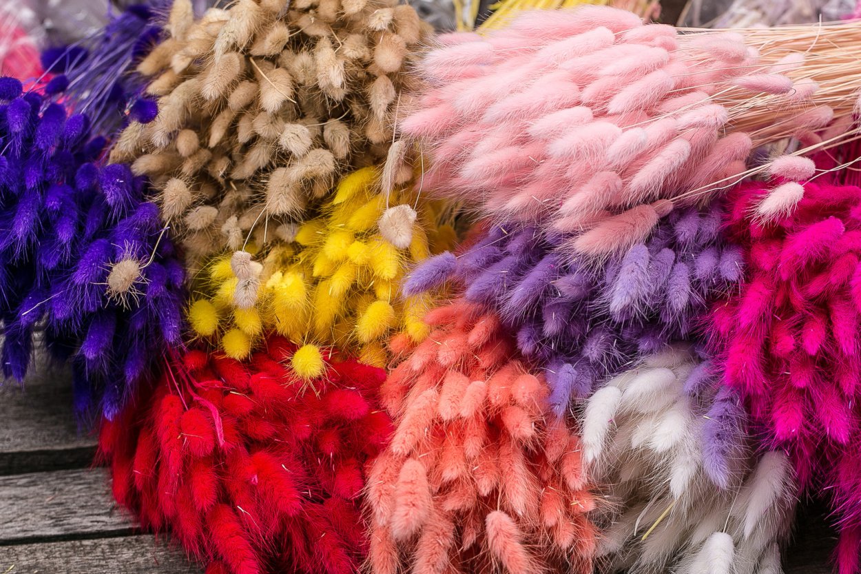 Фаларис cухоцвет