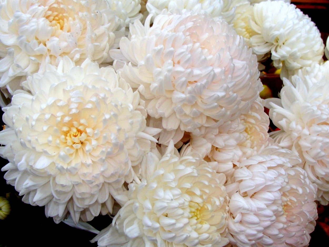 Маргаритка многолетняя Bellis perennis