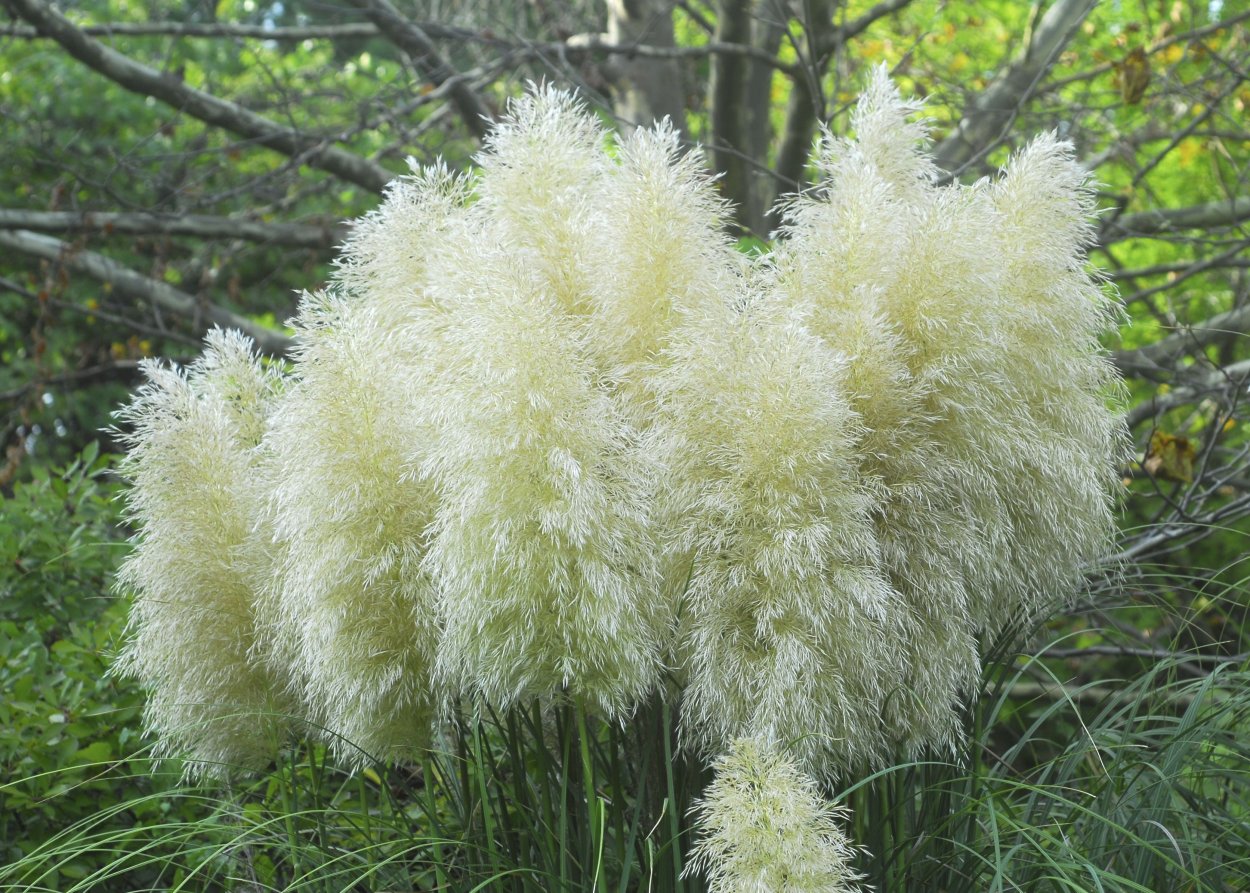 Кортадерия pumila