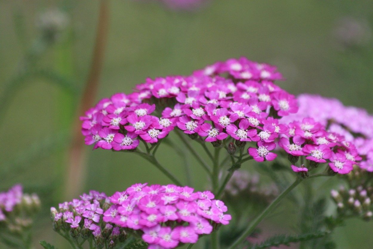 Клевер красный (Trifolium Rubens)