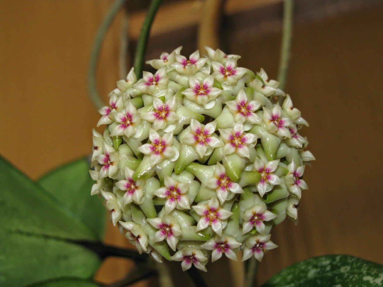 Hoya CV nelinae