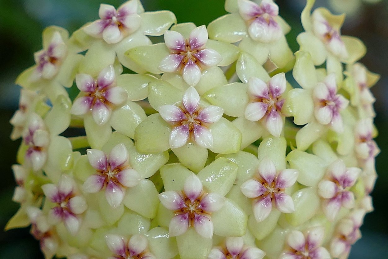 Хойя wayetii