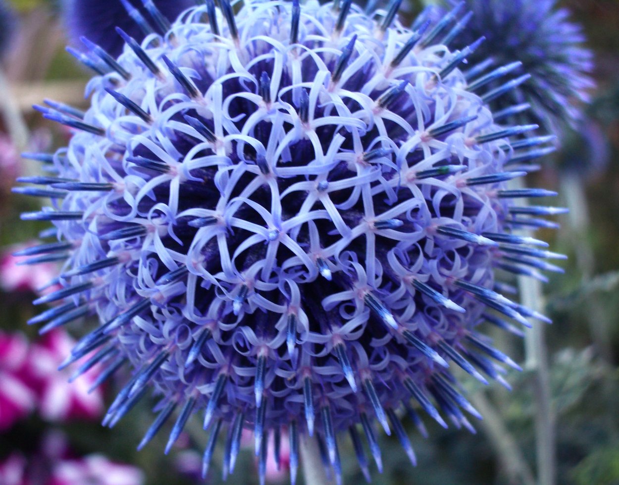 Echinops Snow King