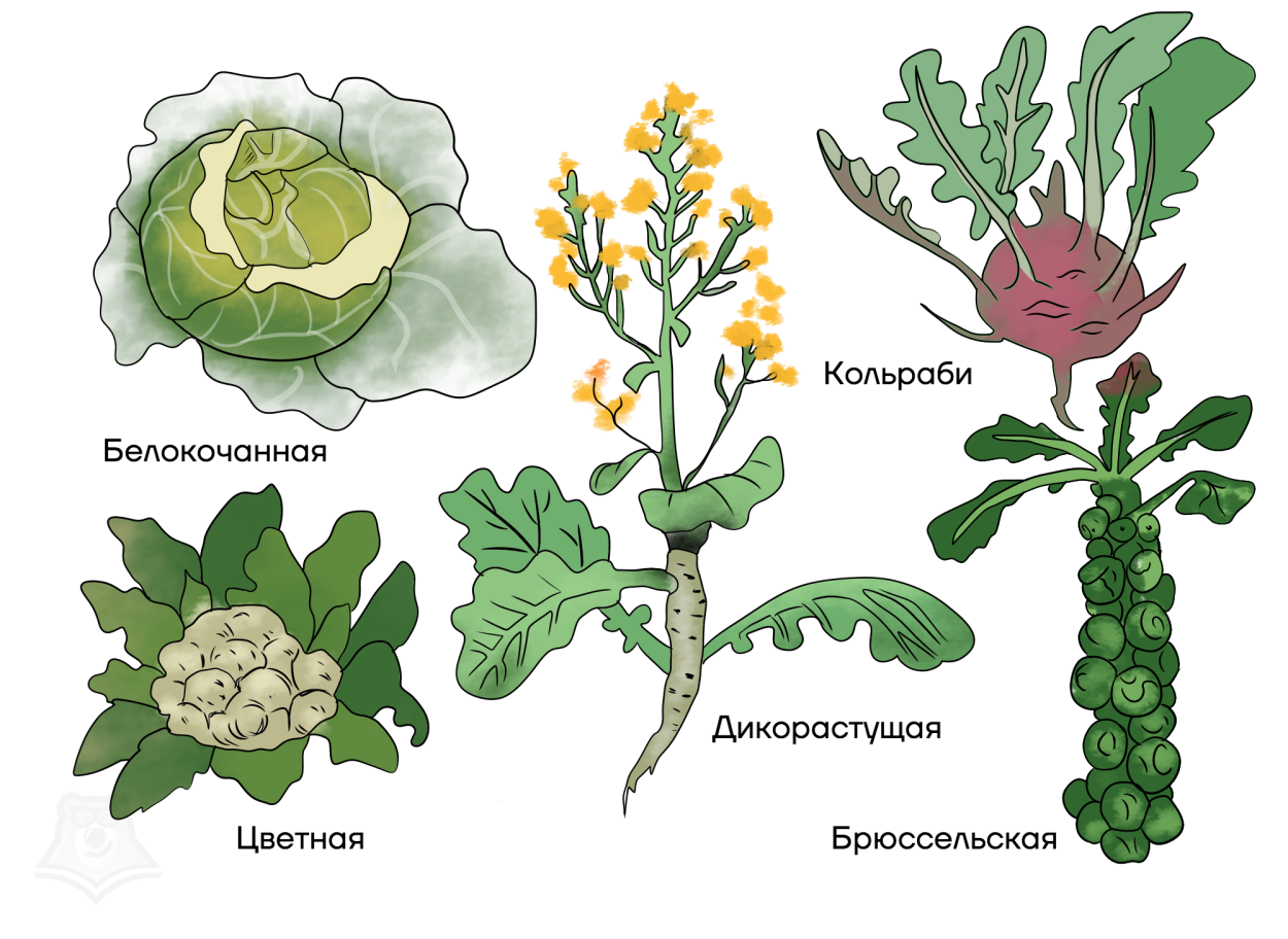 Крестоцветные апрель белые цветы