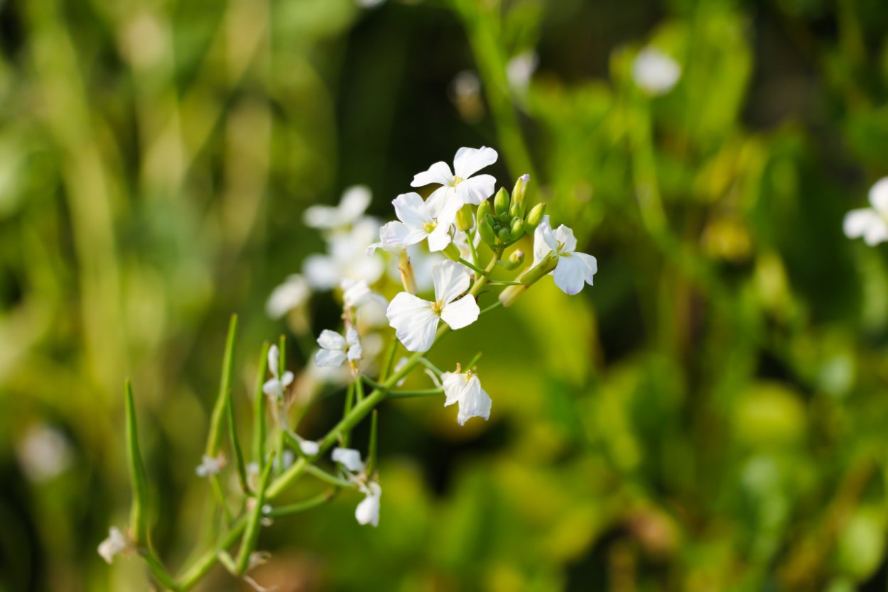 Raphanus sativus Linn