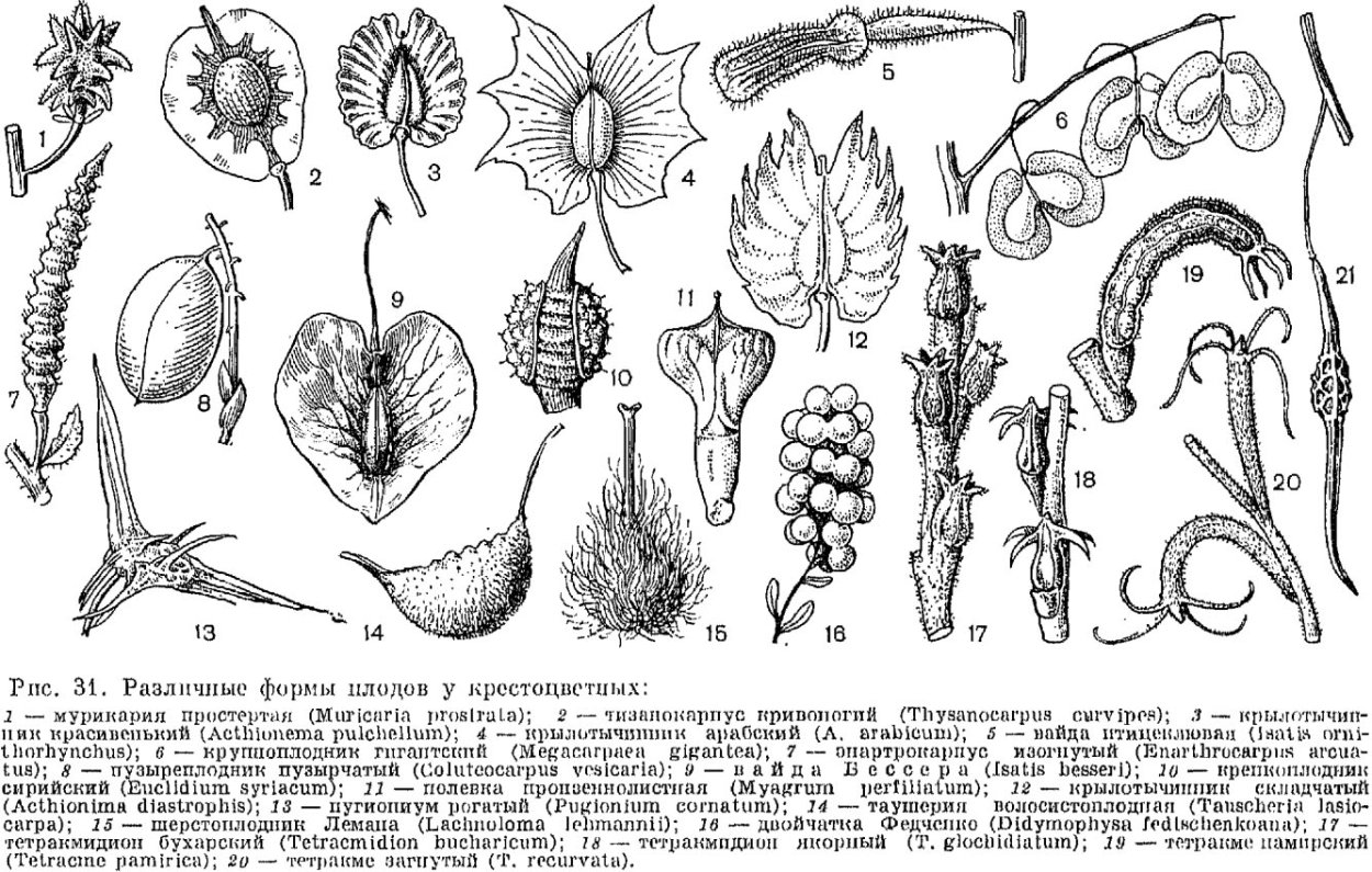 Цветы семейства крестоцветных фото