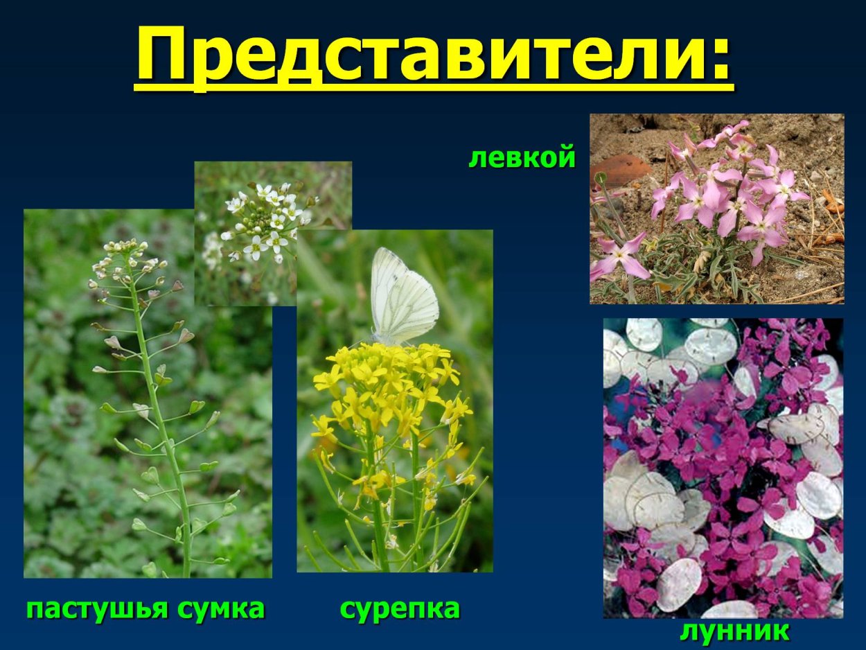 Дикорастущие крестоцветные растения