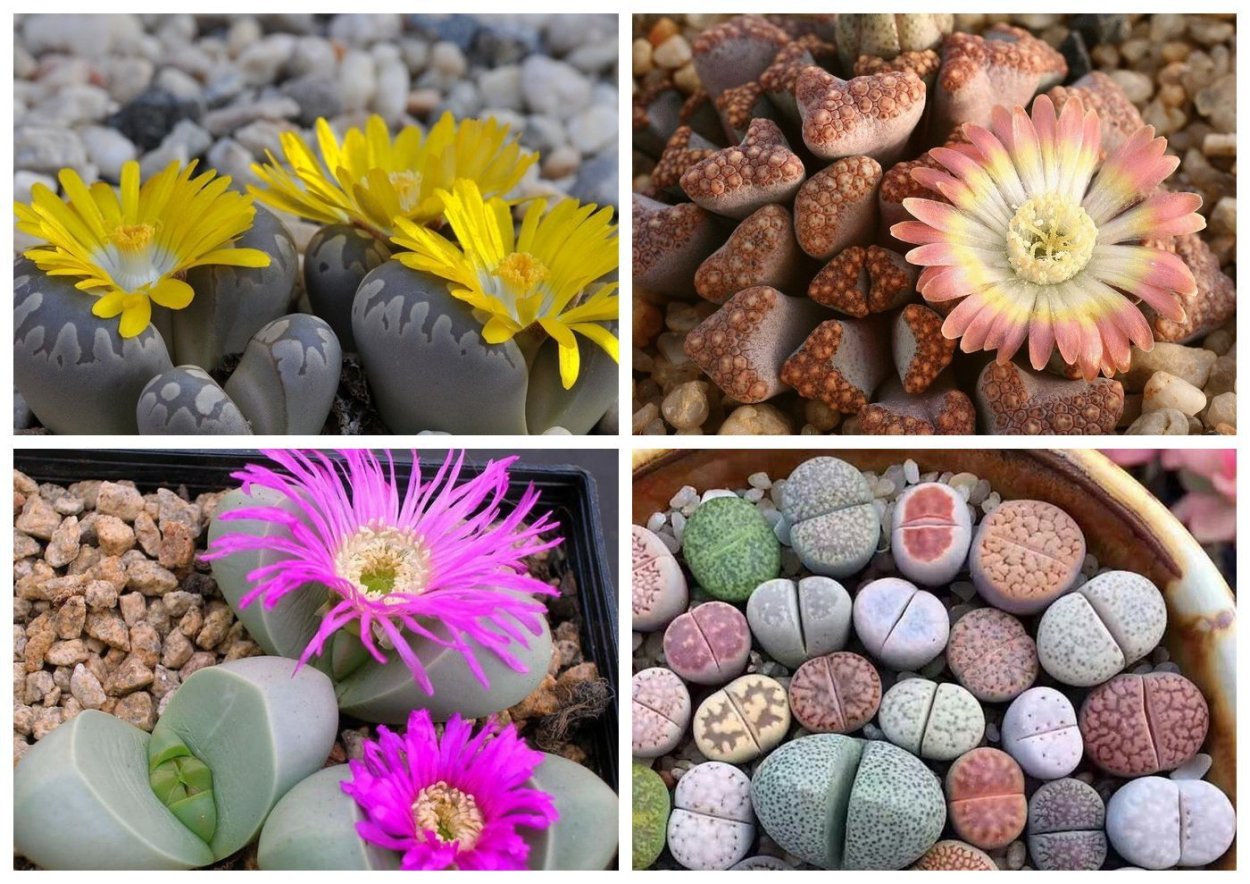 Цветы растущие на камнях фото с названиями