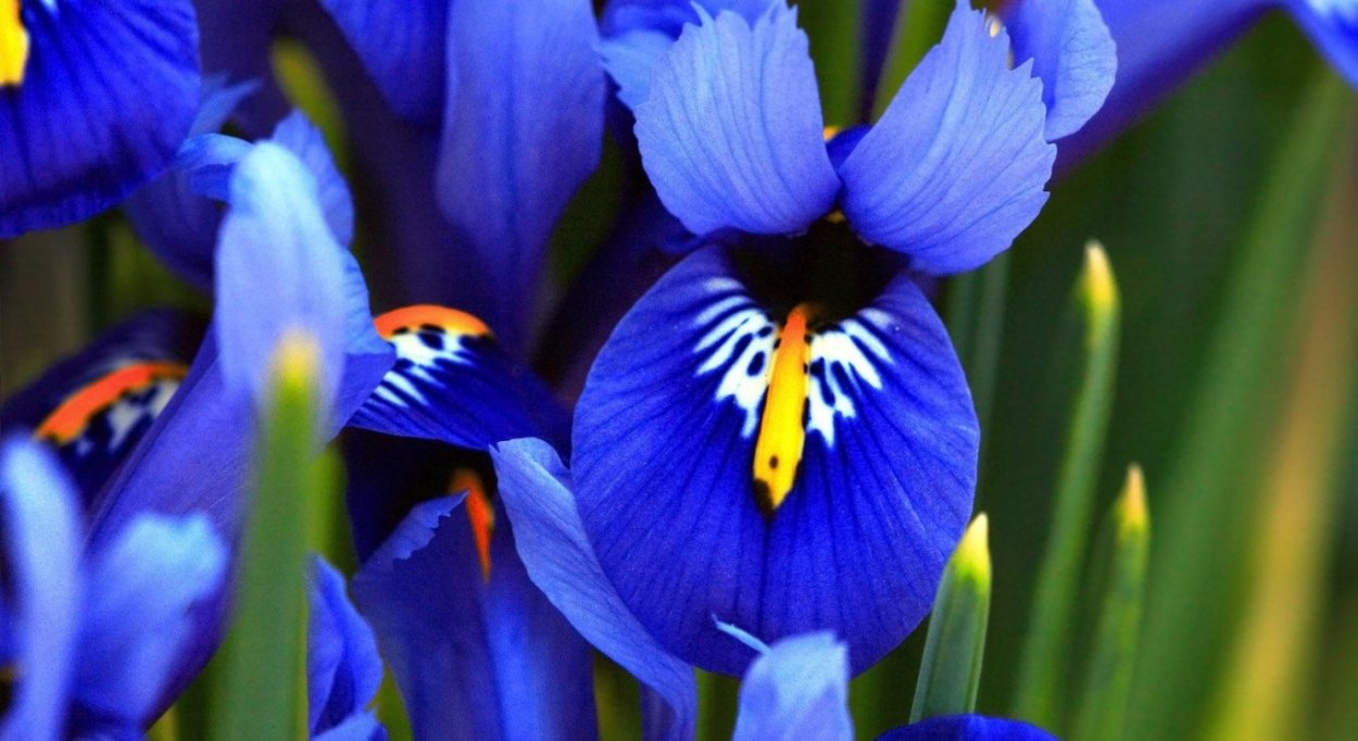 Iris reticulata Harmony