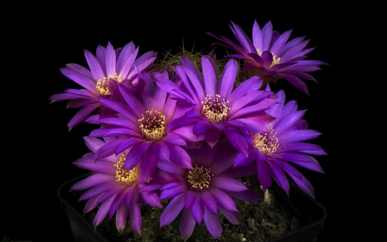 Opuntia Santa Rita