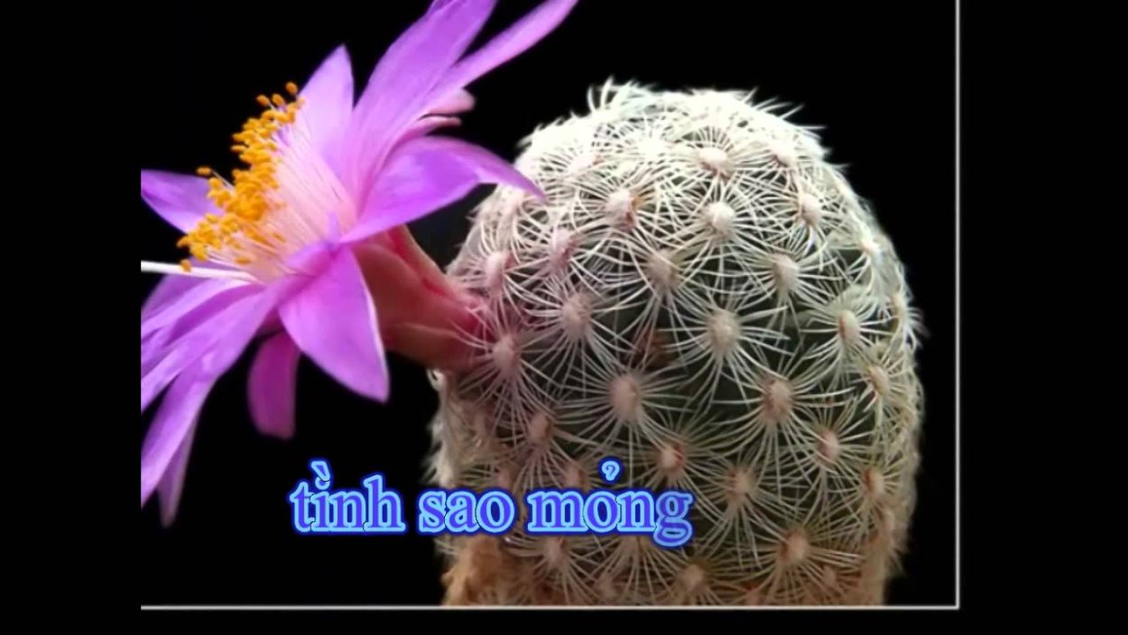 Маммиллярия длиннорастущая Цветущая