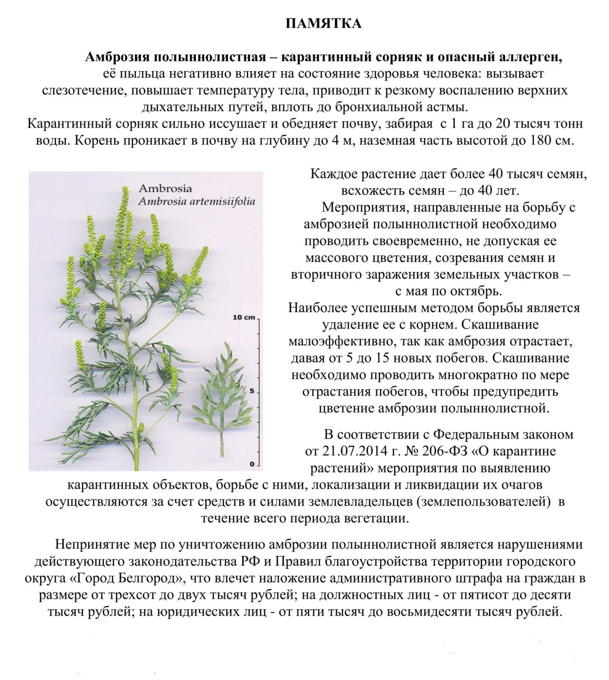Амброзия растение