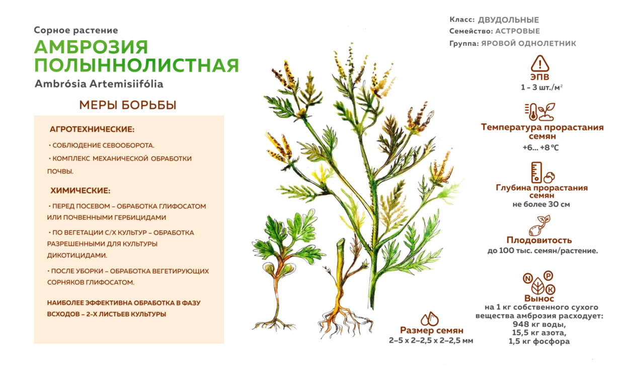 Трава амброзия аллергия