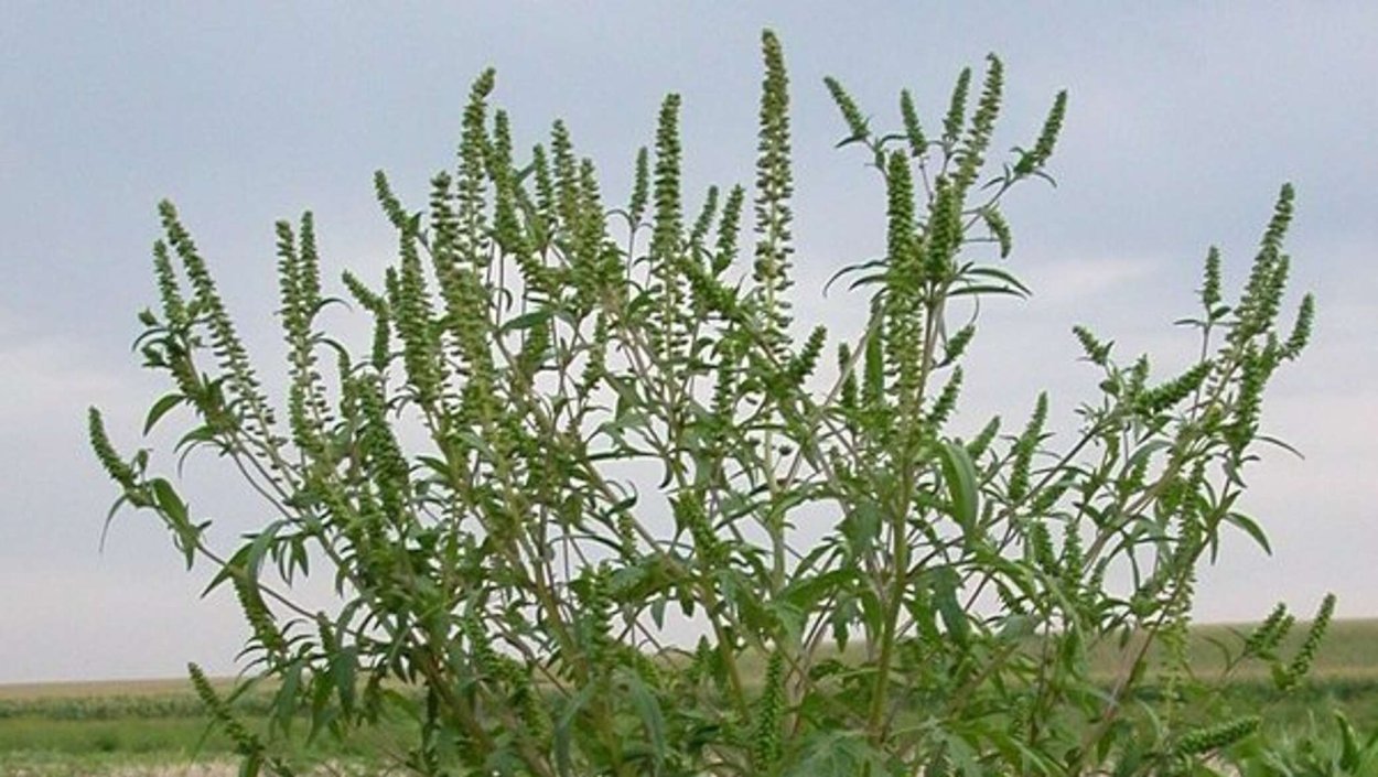 Фрэнкова амброзия