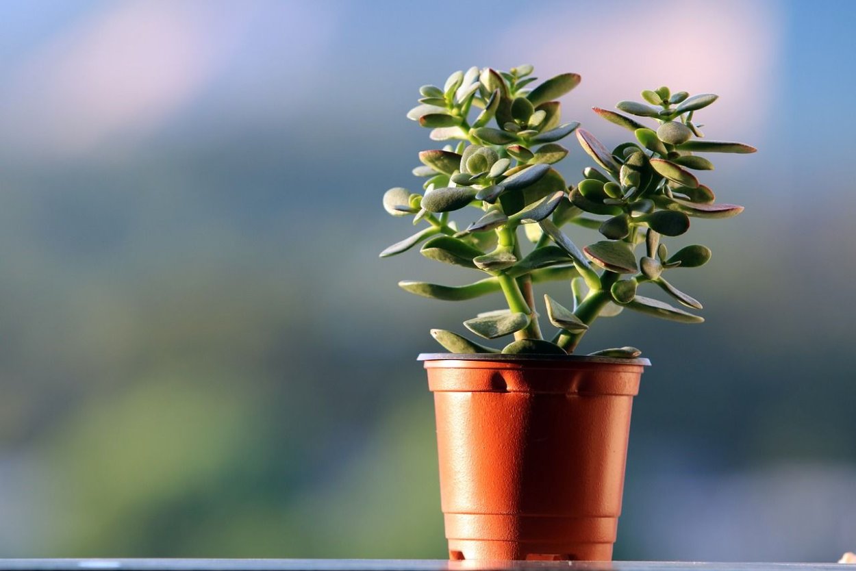 Монстера houseplants