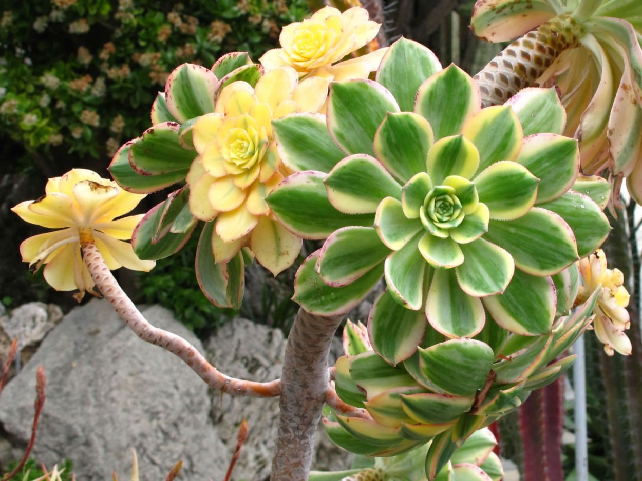 Эониум старберст Aeonium Starburst