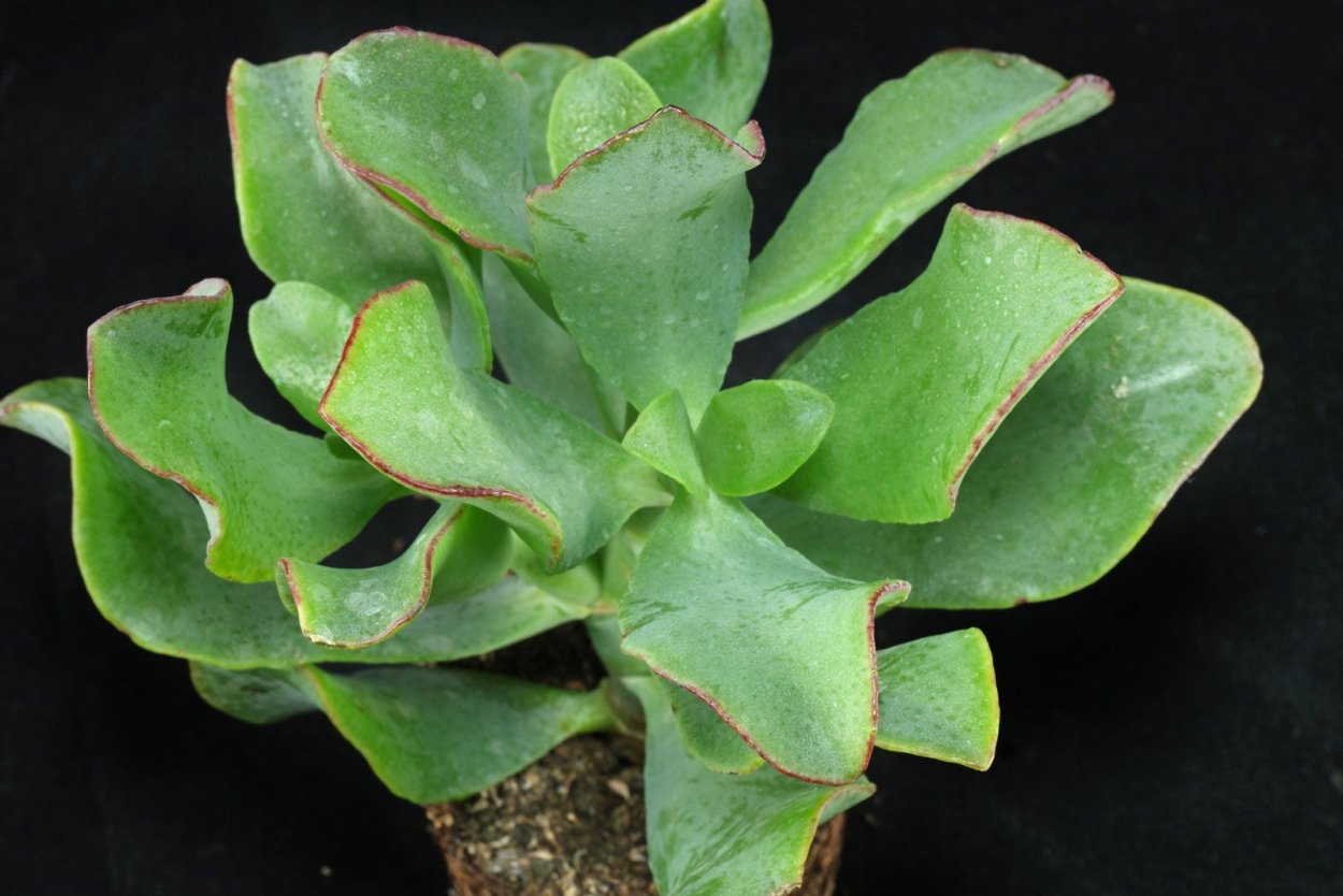 Крассула arborescens