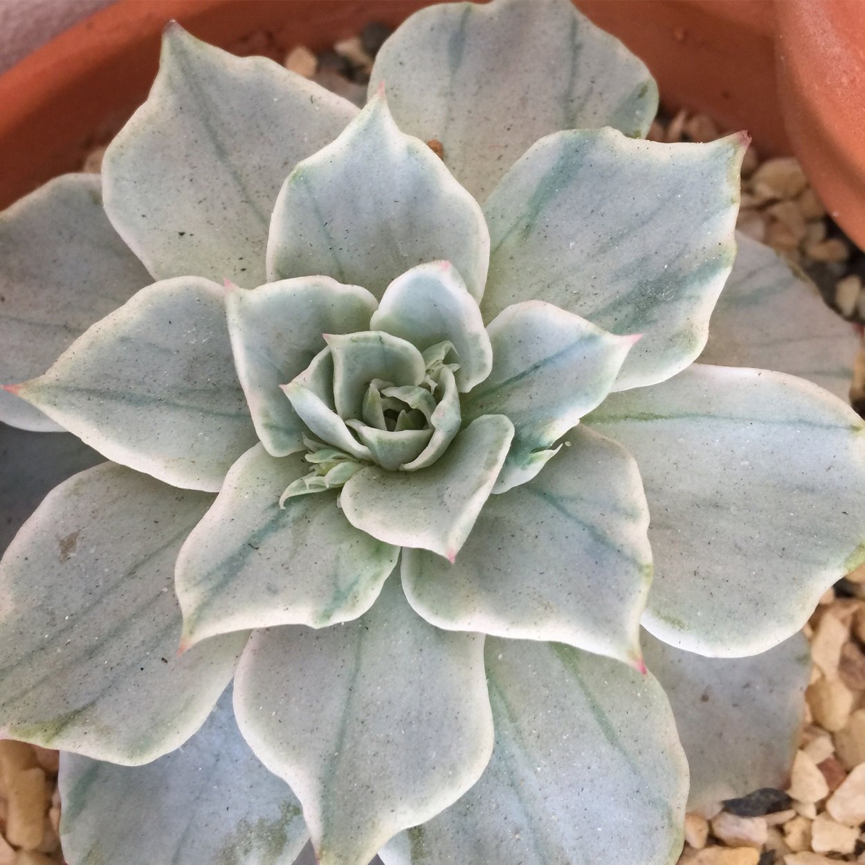 Эхеверия Silver Queen