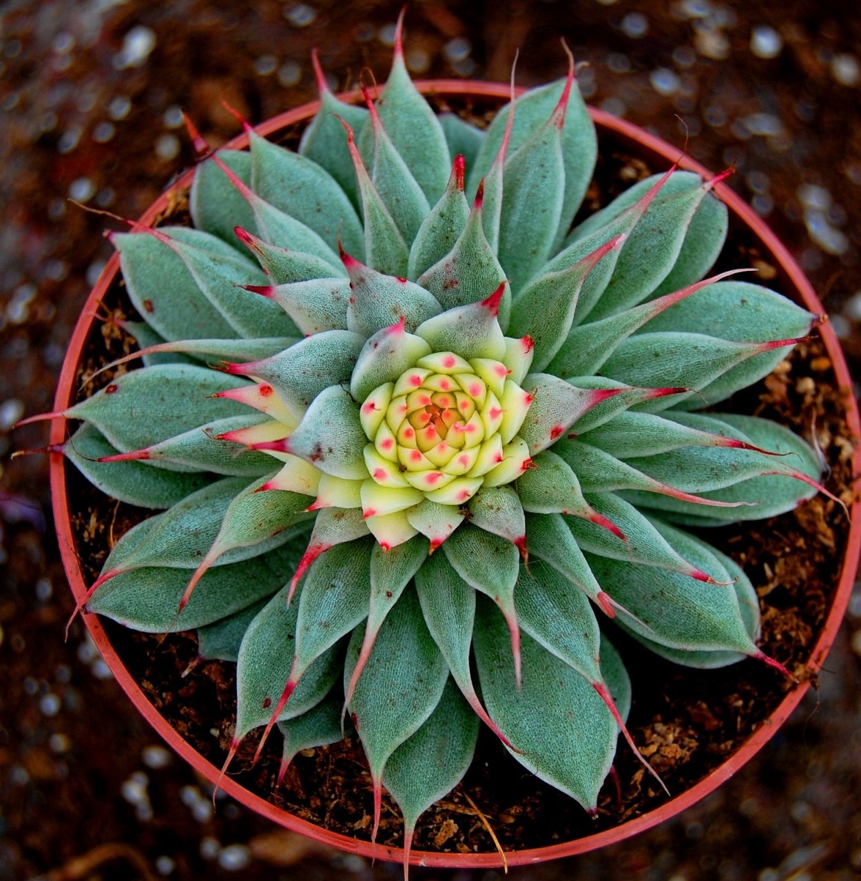 Graptopetalum filiferum суккулент
