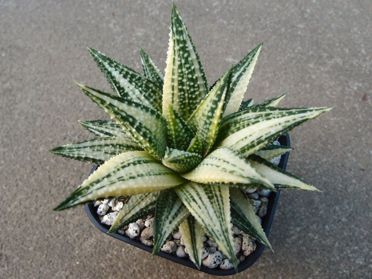 Хавортия glabrata variegata