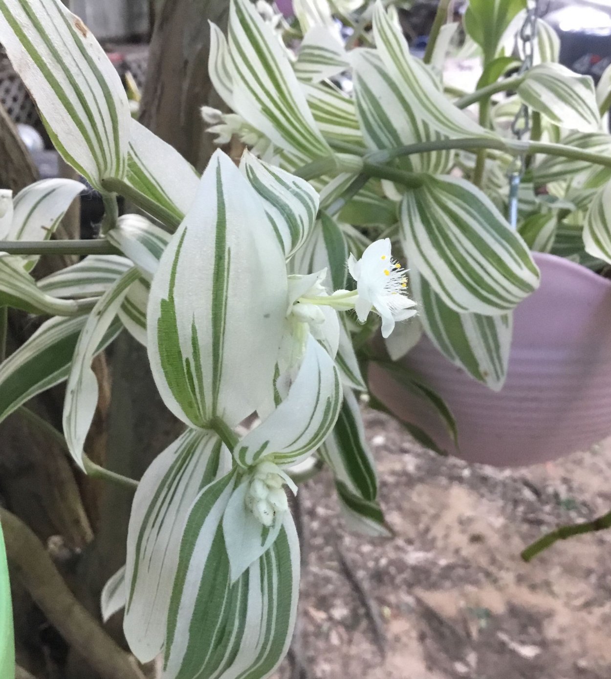 Традесканция Fluminensis variegata