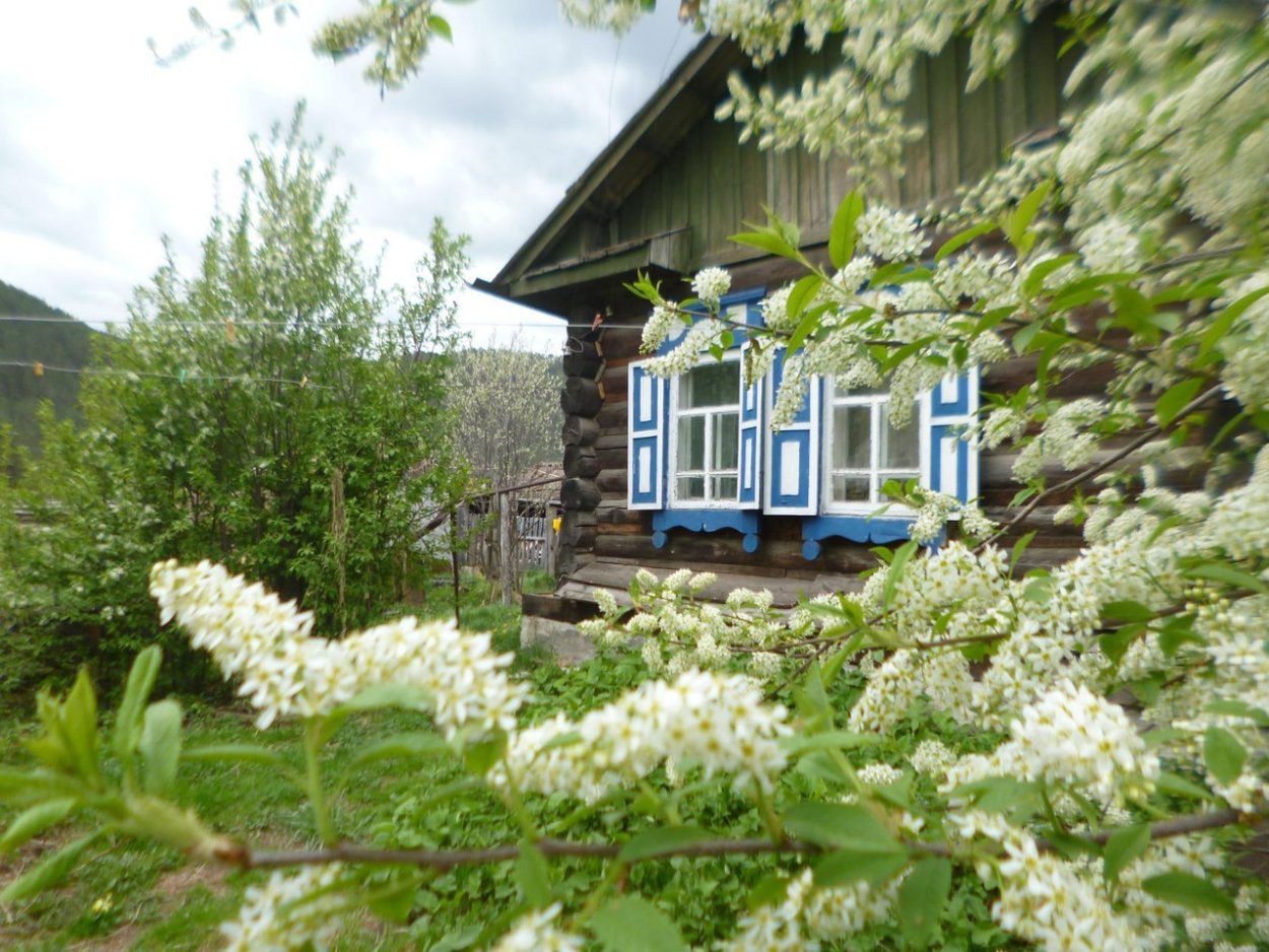 Палисад мальвы деревня