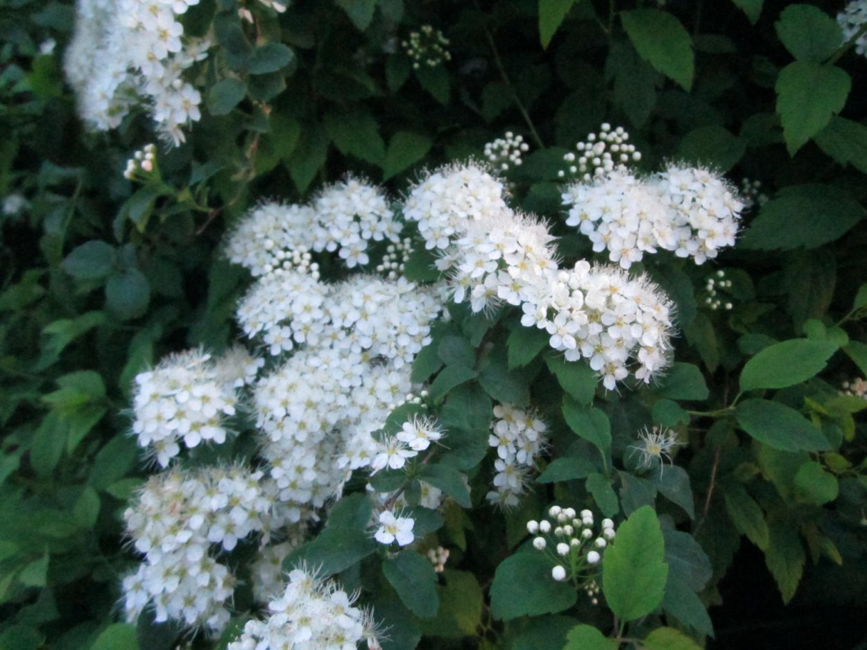 Syringa vulgaris agidel