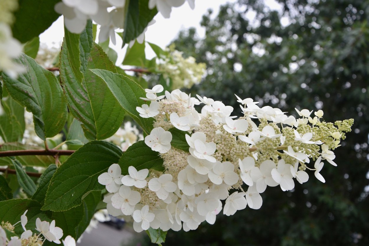 Чубушник Philadelphus coronarius