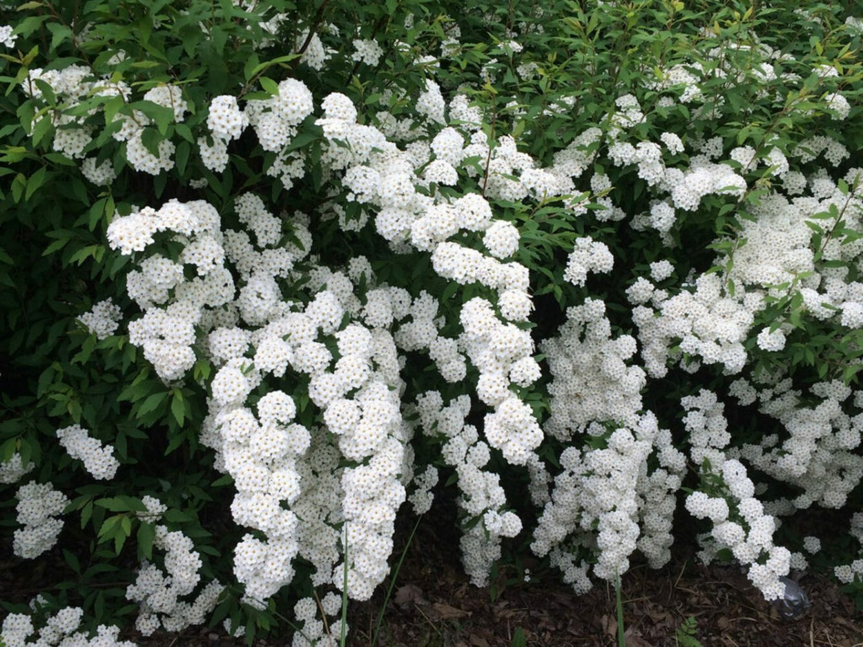 Ландыш кустарник