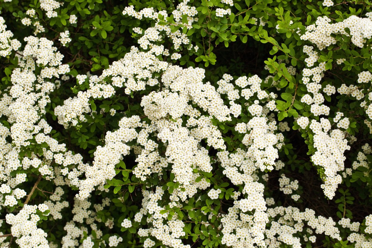 Итея виргинская (ITEA virginica)