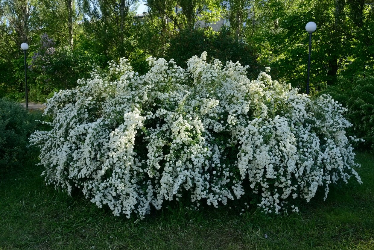 Спирея пепельная Грациоза