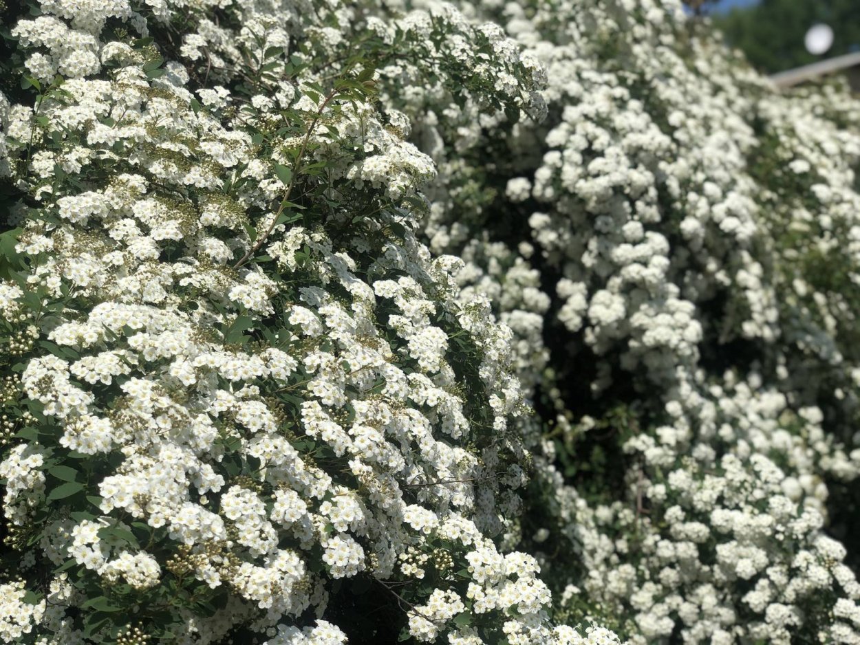 Цветущий кустарник с белыми цветами