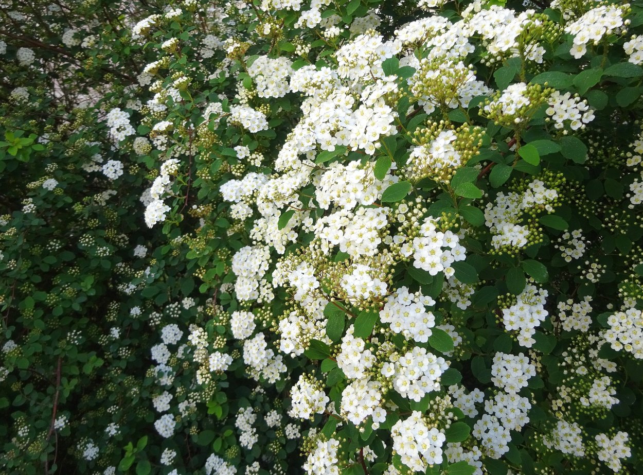 Самые красивые весеннецветущие садовые кустарники с белыми цветами: ТОП 5
