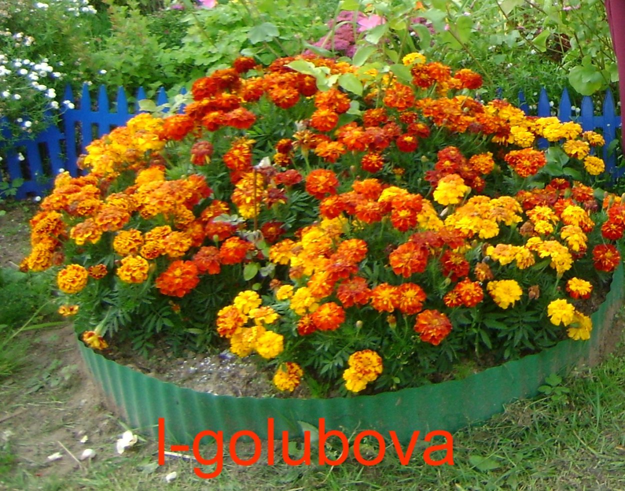 Бархатцы, Сальвия цинии