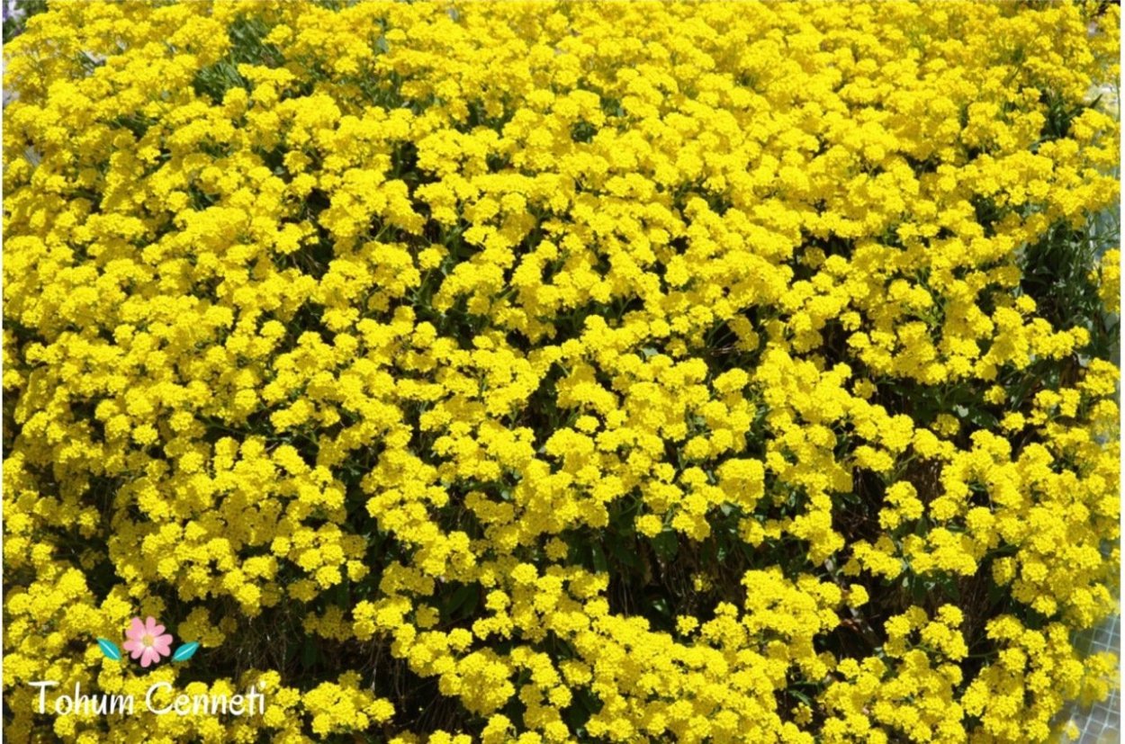 Желтые цветы мелкие