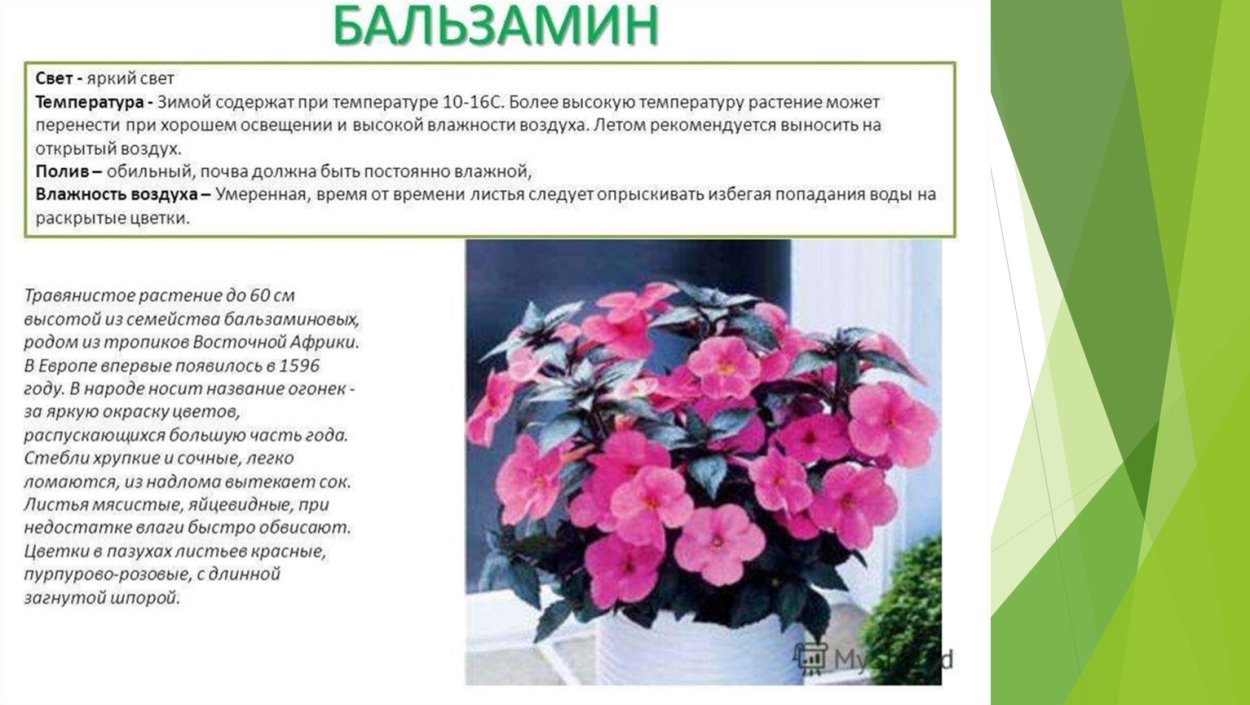 Бальзамин комнатный махровый