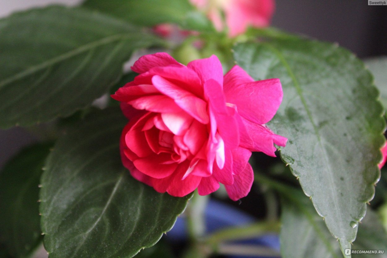 Бальзамин Pink Ruffles