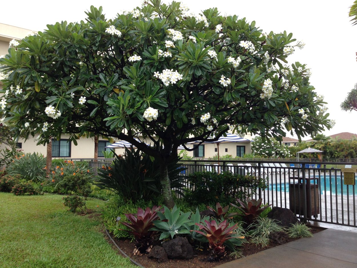 Дерево Plumeria acuminata
